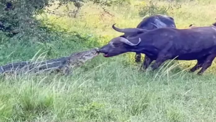 Viral Video: Buffalo drinking water.. Sudden entry of crocodile.. If you watch the video, you will be surprised..!