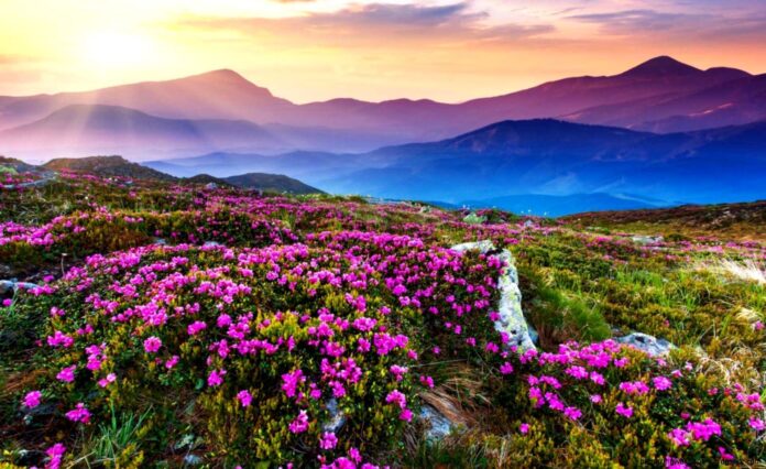 Valley of flowers and pink flower