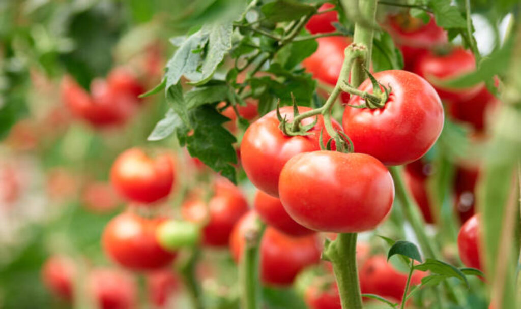 Tomatoes on green branches