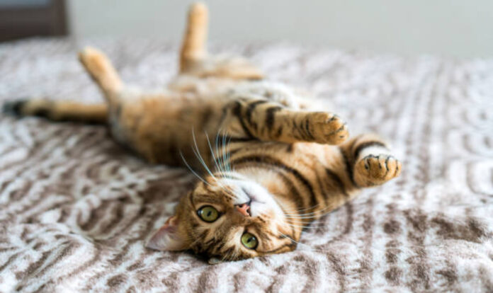 Cat playing on bed