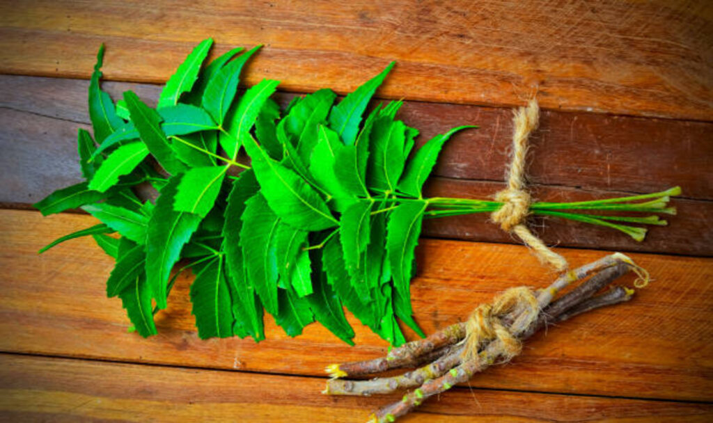 Neem leaves