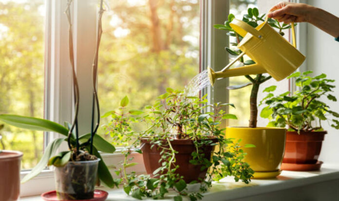 Hand watering plants