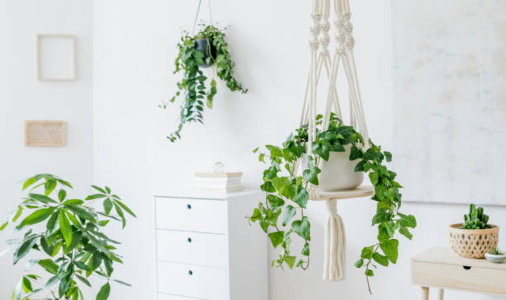 Hanging plants in home
