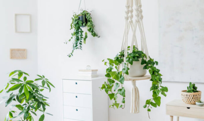Hanging plants in home
