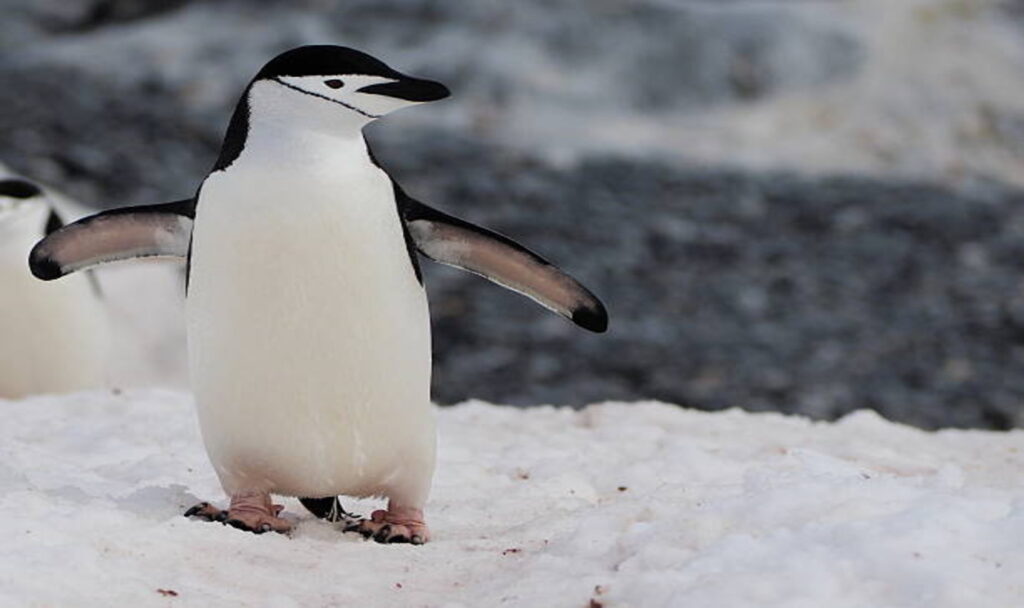 Penguin