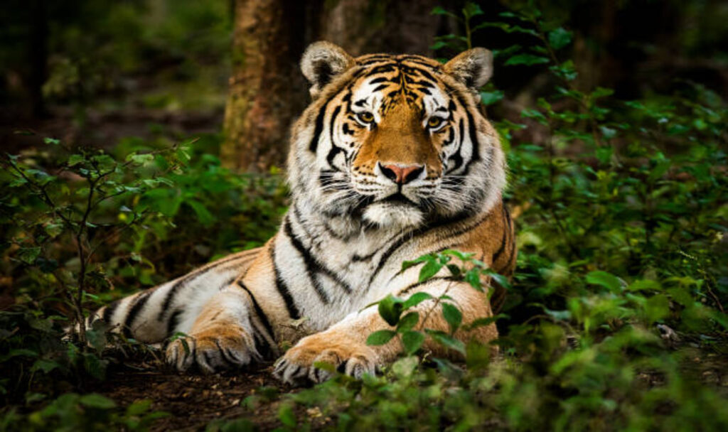 Tiger in forest