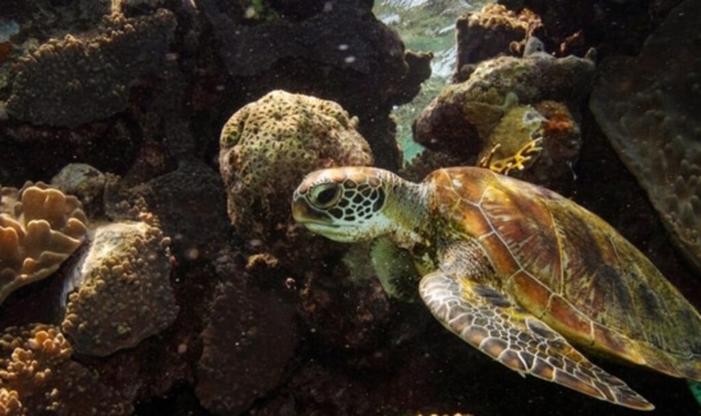 Coral reef