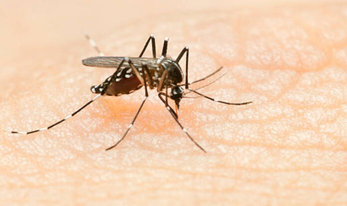 Dengue mosquito