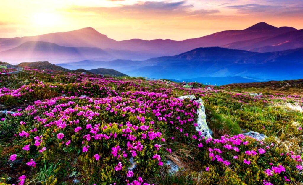 Valley of flowers and pink flower