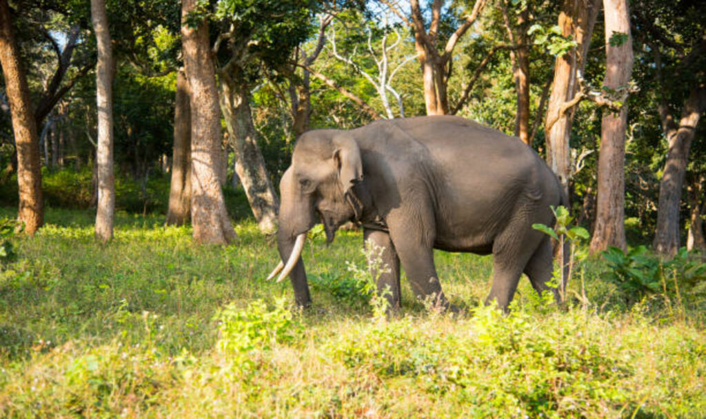 Elephant in a forest in Mudumalai